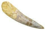 Fossil Spinosaurus Tooth - Real Dinosaur Tooth #363474-1